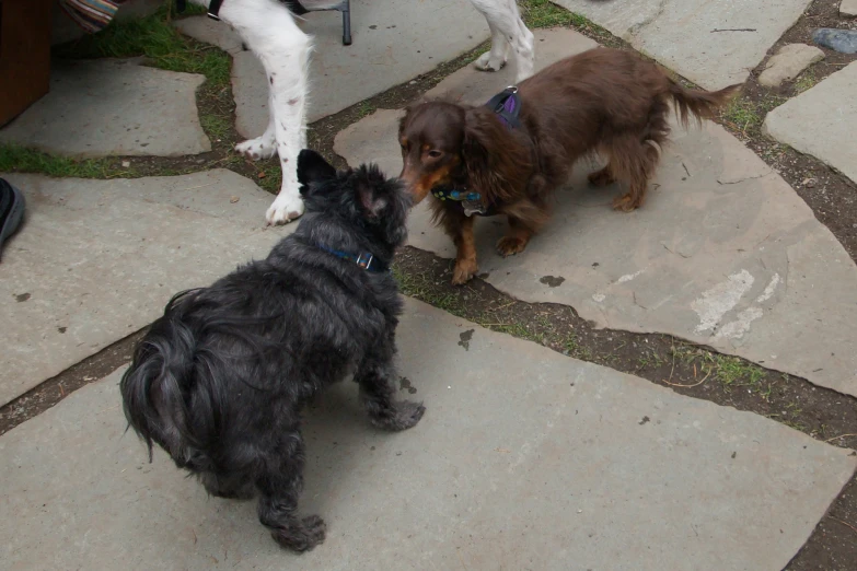 three dogs outside in the grass one is biting a stick