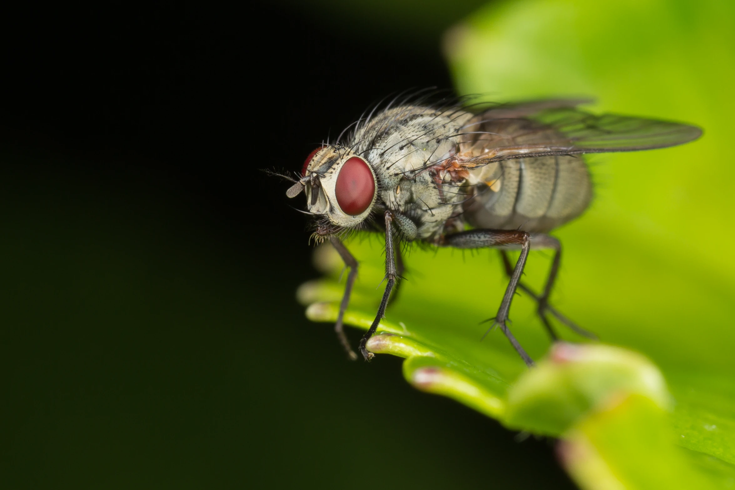 a fly perched on a green leaf in the sun