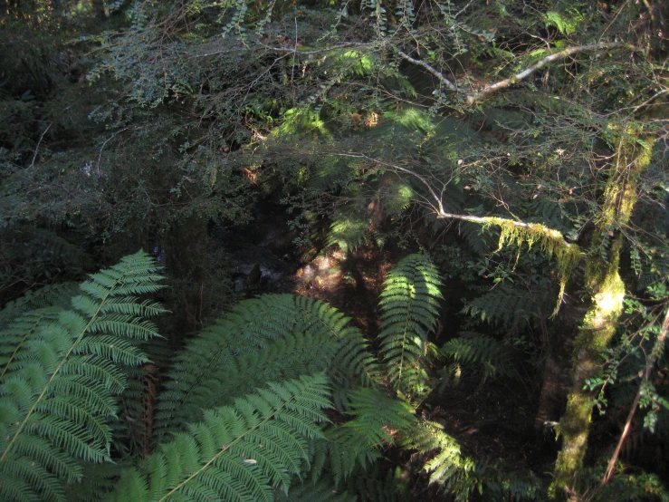 a large group of trees in the middle of forest