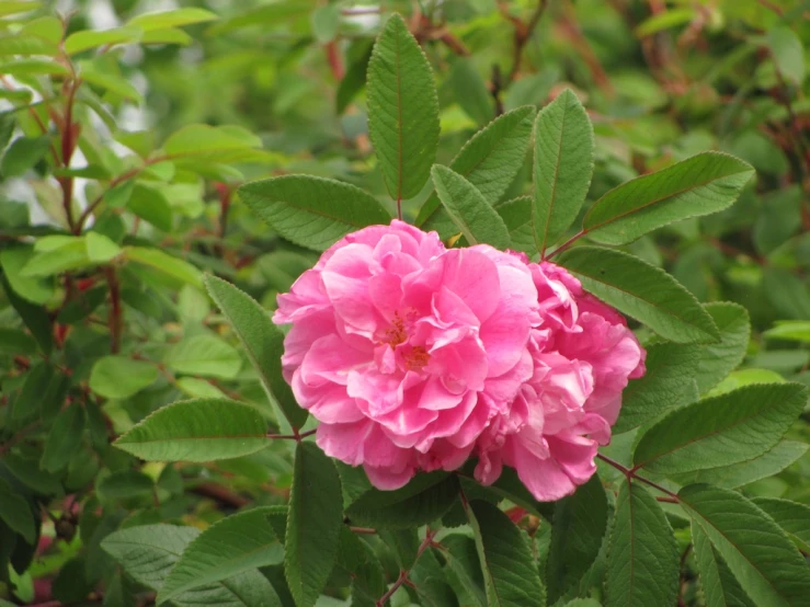 pink flower growing in green bushes next to trees