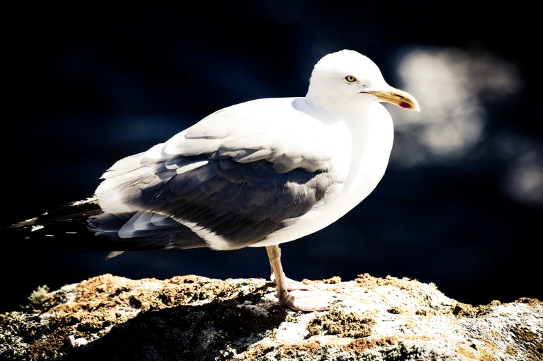 this is a seagull with long legs and short beaks standing on the side of a rock