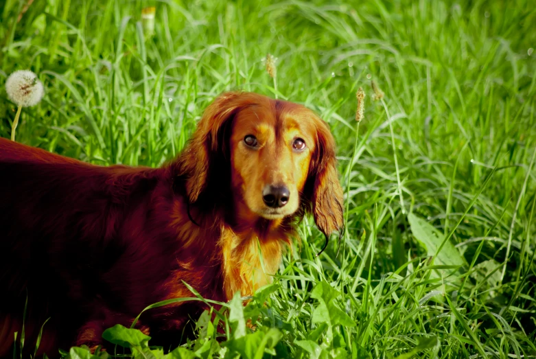 a dog with long hair and red eyes sits in the grass