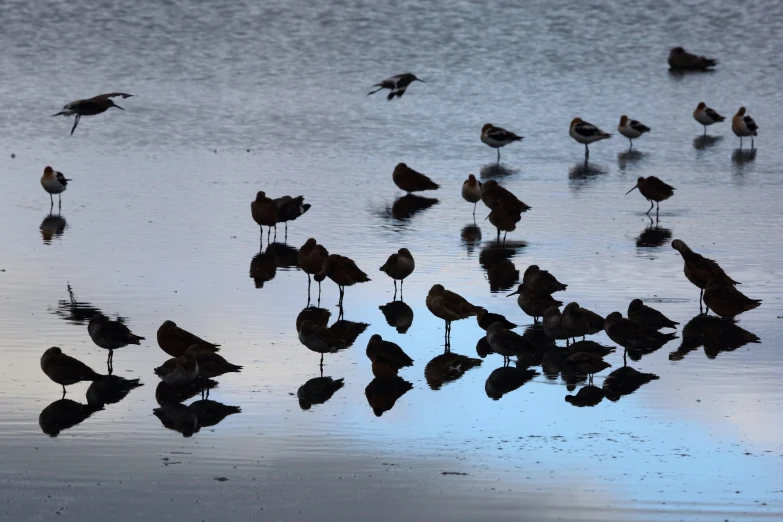many birds standing in shallow water in the sunset