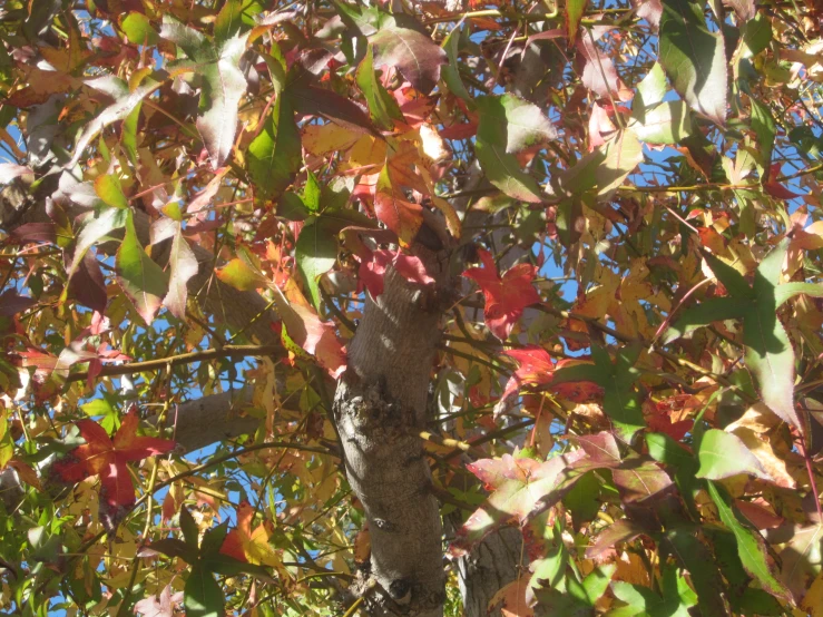 a bird is perched up in a tree