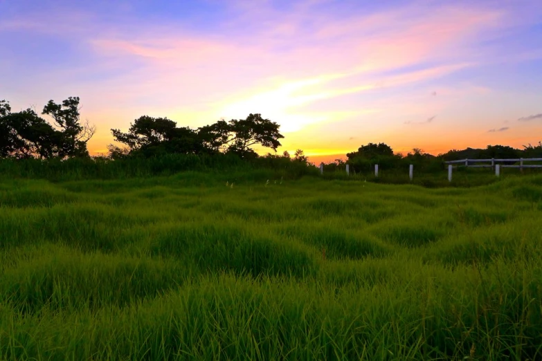 sunset in a grassy field with several trees