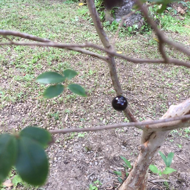 a small black ball stuck on a nch