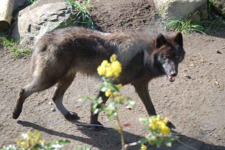 a large black wolf walking through a dirt field