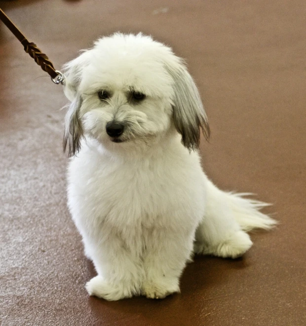 small white dog with long fluffy hair sitting on the floor