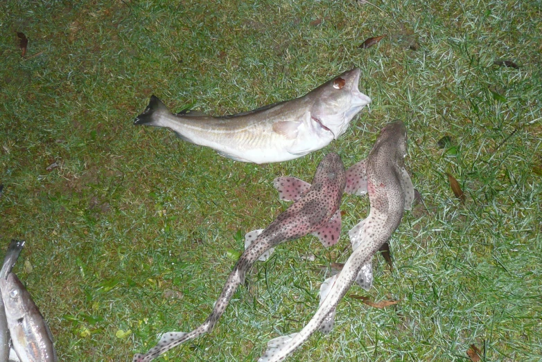 there are dead fish lying in the grass