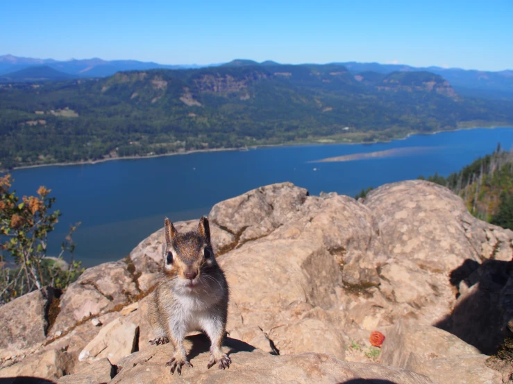 a squirrel is standing on top of a large rock