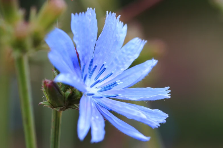 a blue flower in focus with a blurry background