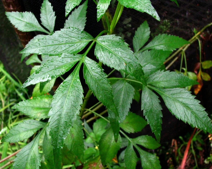 some leaves that have grown in the ground