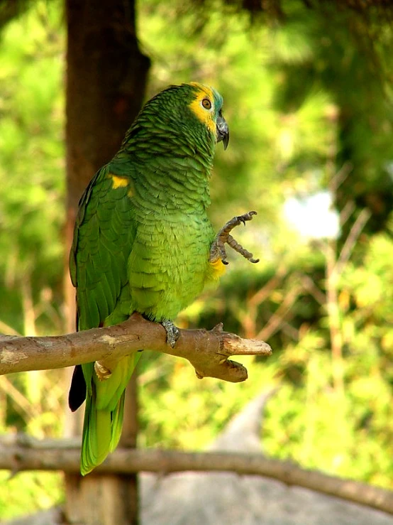 parrot sitting on nch with green leafed background