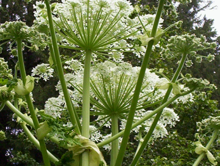 a large green and white flower is growing near many other flowers