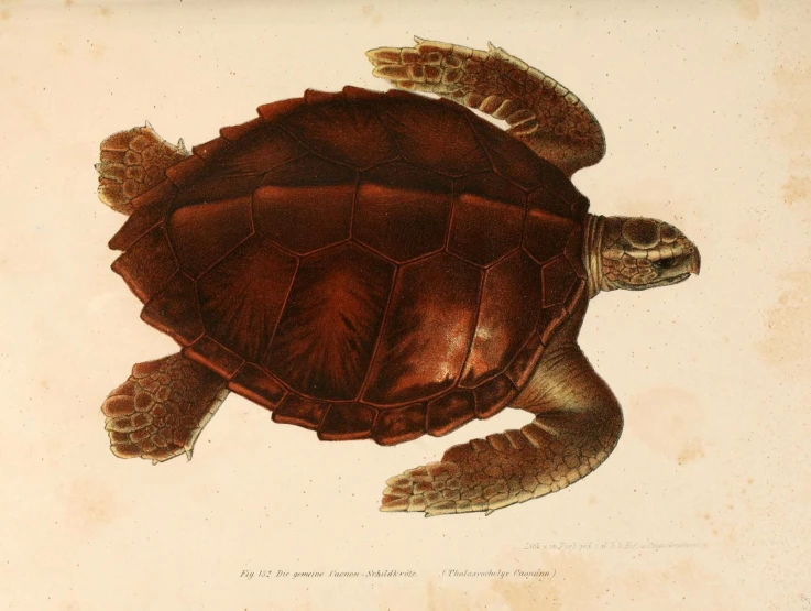 the sea turtle is depicted in this vintage print