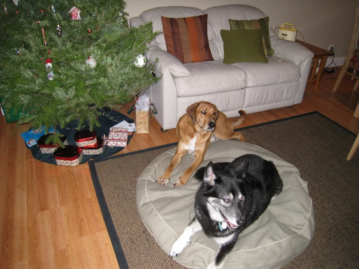 two dogs are on the rug near a christmas tree