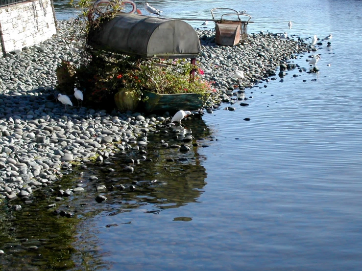 the bird is pecking at the fish by the water