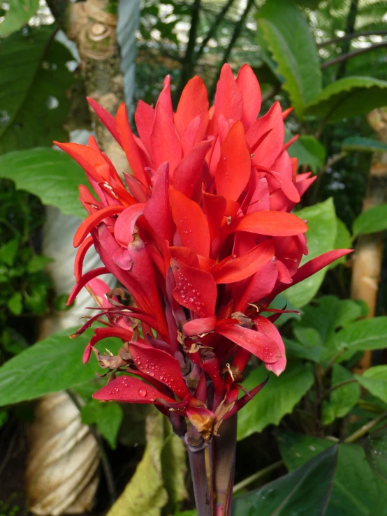 some very pretty red flowers with green leaves