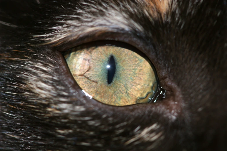 an extreme close up of the top part of a cat's eye