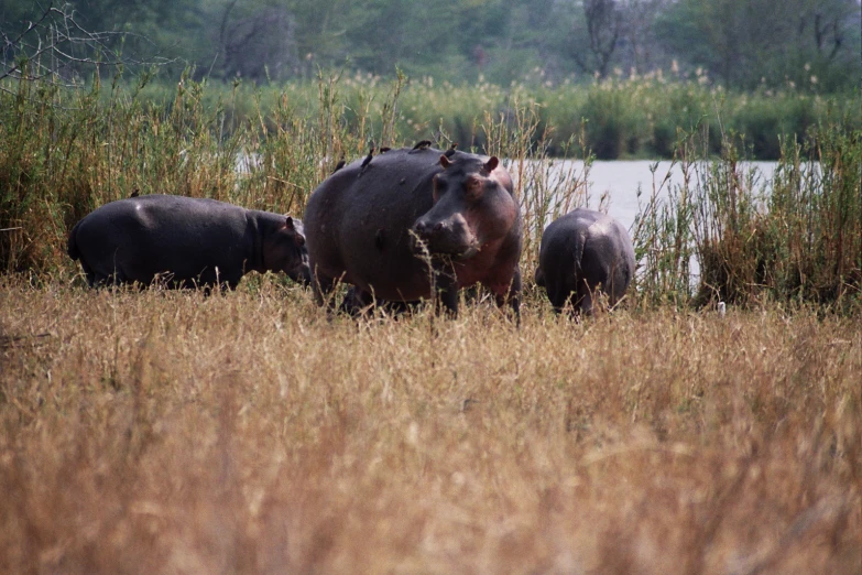 hippos standing near a body of water in tall grass