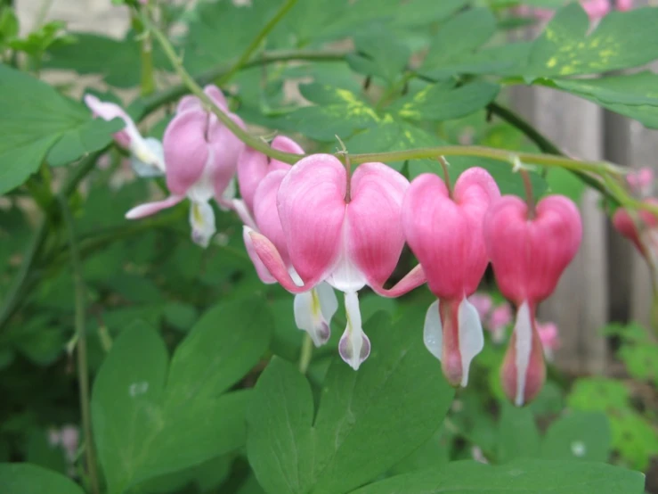 a bunch of pink flowers hanging from a bush