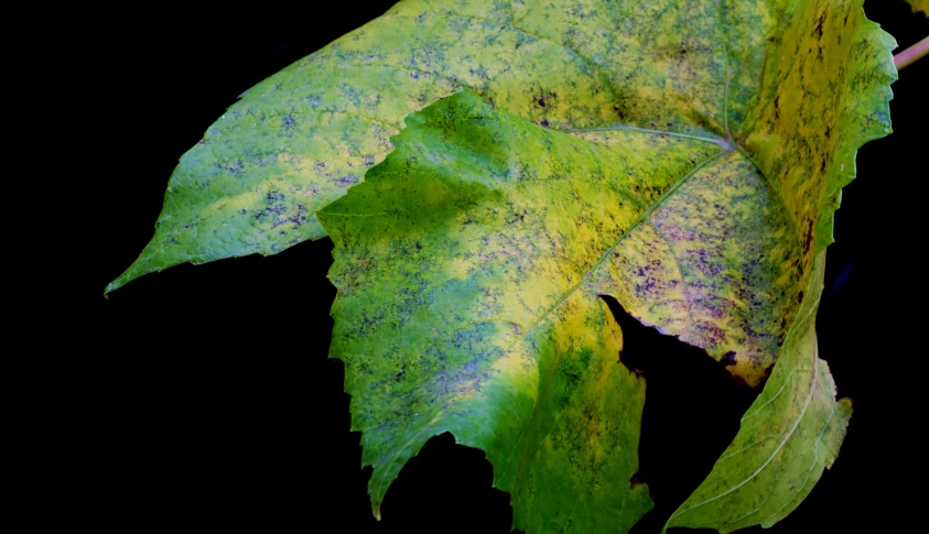 green leaves with yellow spots against black background