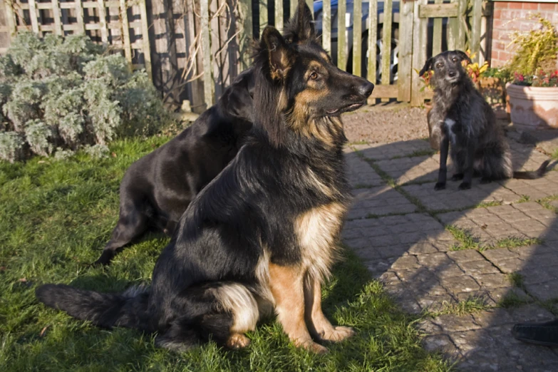 two dogs on a lawn in the sun