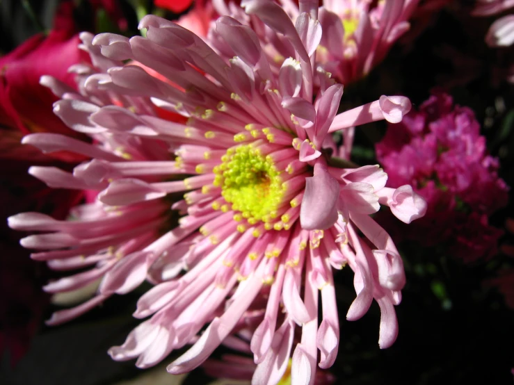 pink and yellow flowers are seen in close up