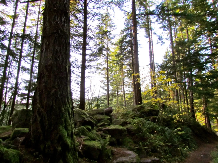 a group of trees with many leaves on them in a forest