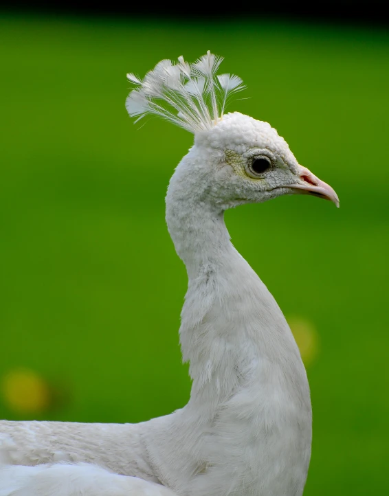 a white bird with feathers on it's head