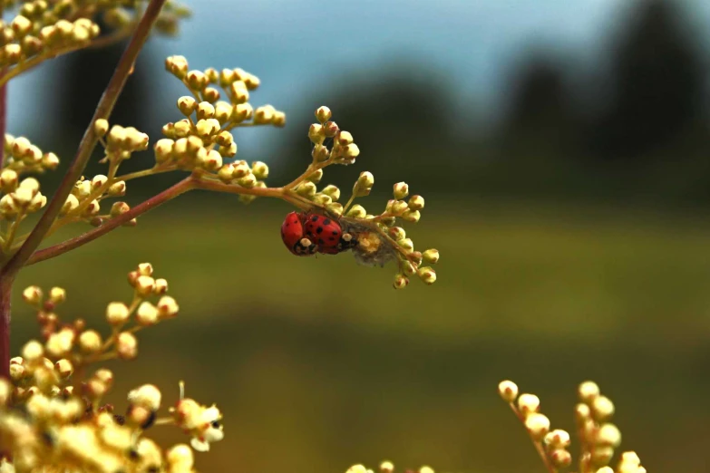 a lady bug is perched on top of some yellow flowers