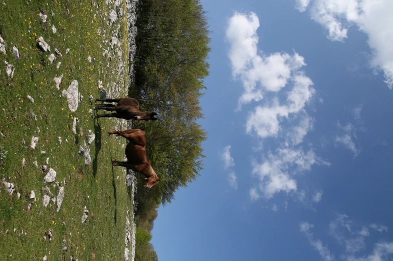 two brown horses standing on a grassy hillside