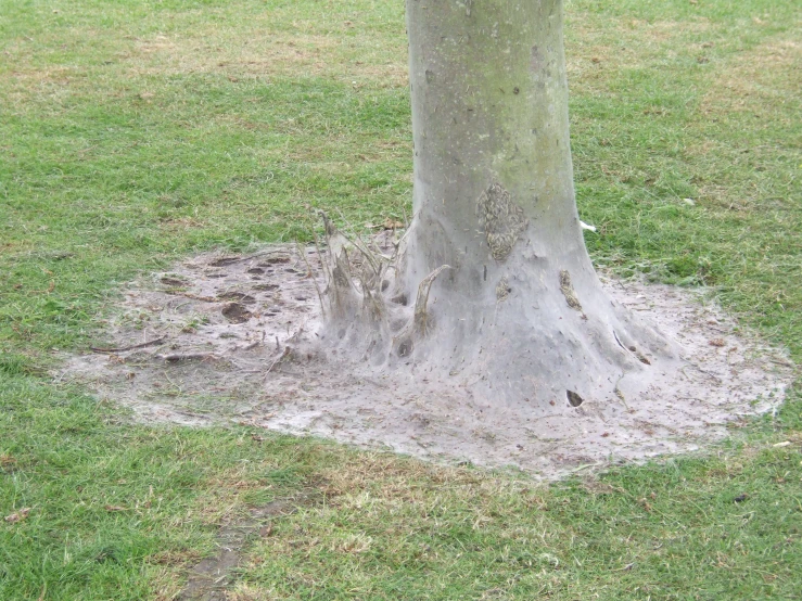 there is an odd shape made by the trunk of a tree