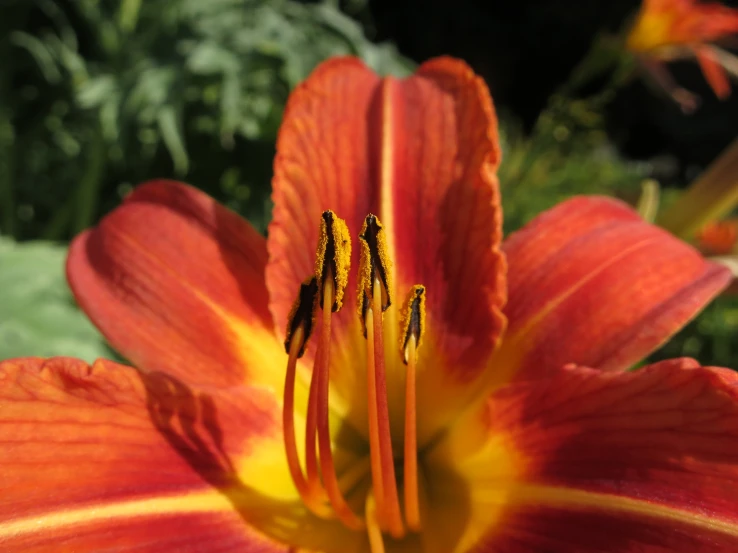 an orange and yellow flower with its leaves