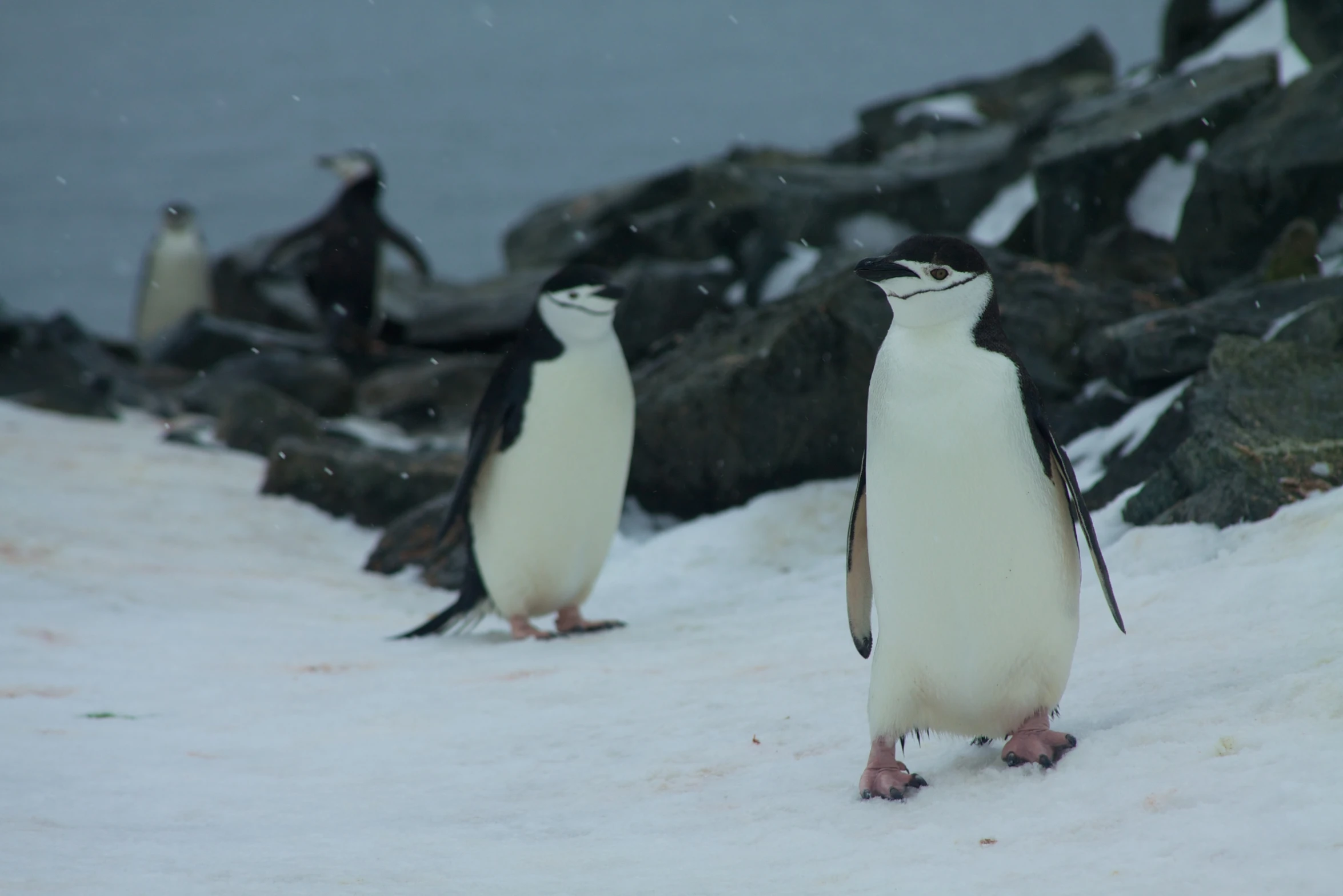 two penguins standing on the ground with snow