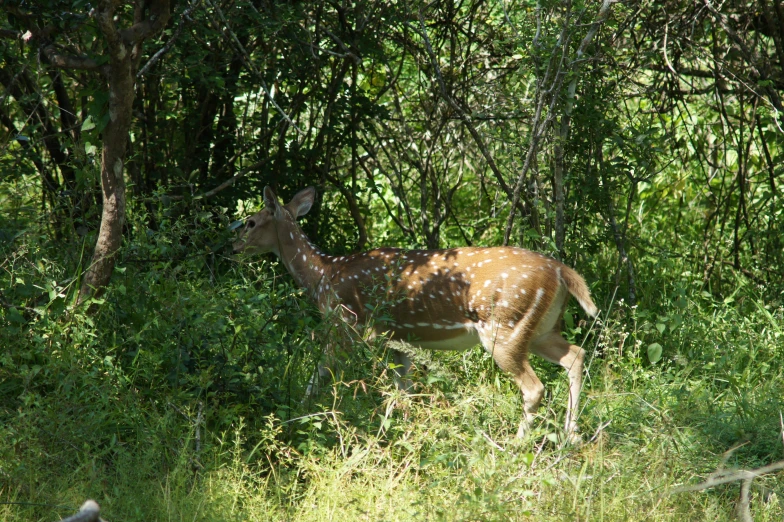 an deer in a grassy area with trees and brush