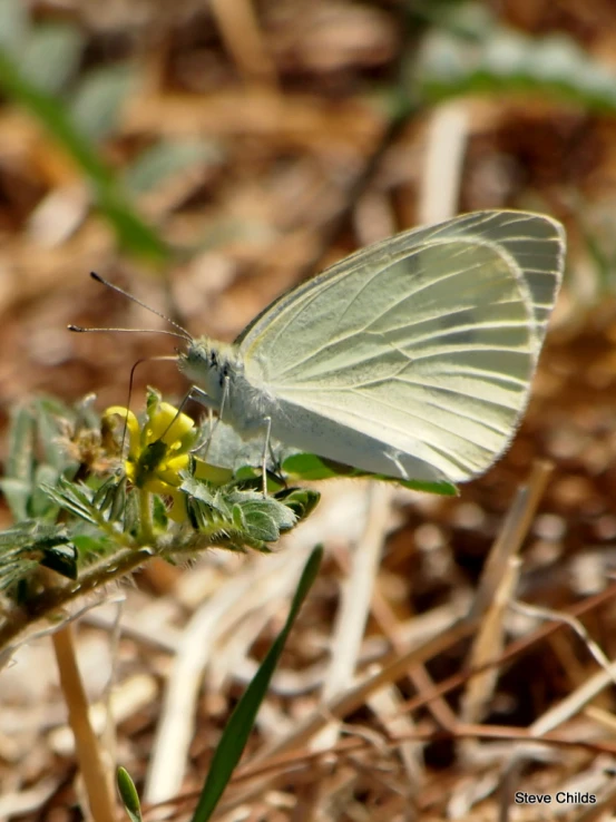 the white erfly is resting on the flower stem