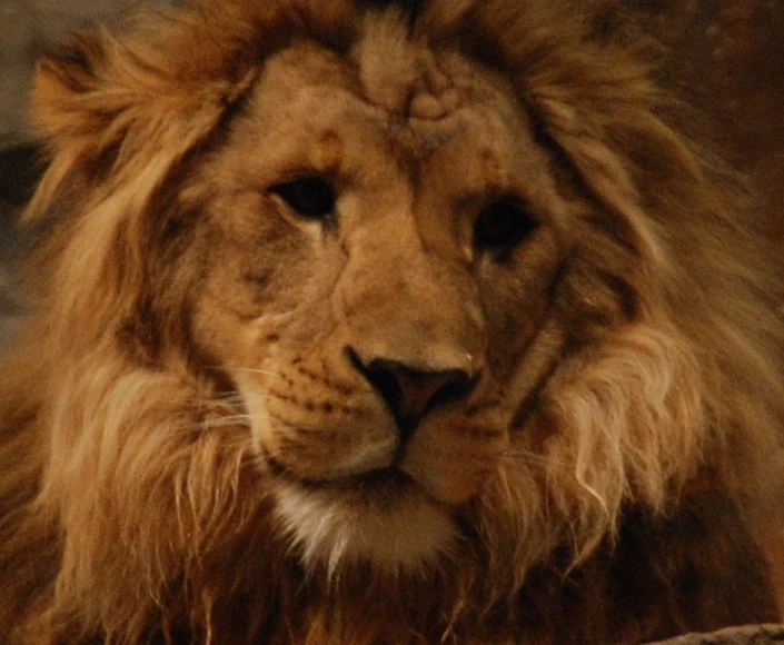 a male lion sitting alone near some trees