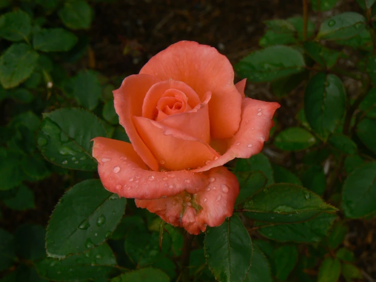 the orange rose has rain drops on it