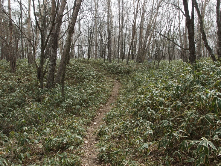 a path in a dense wooded area in the middle of winter