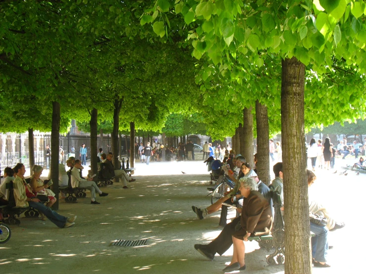 a group of people sitting on benches under trees