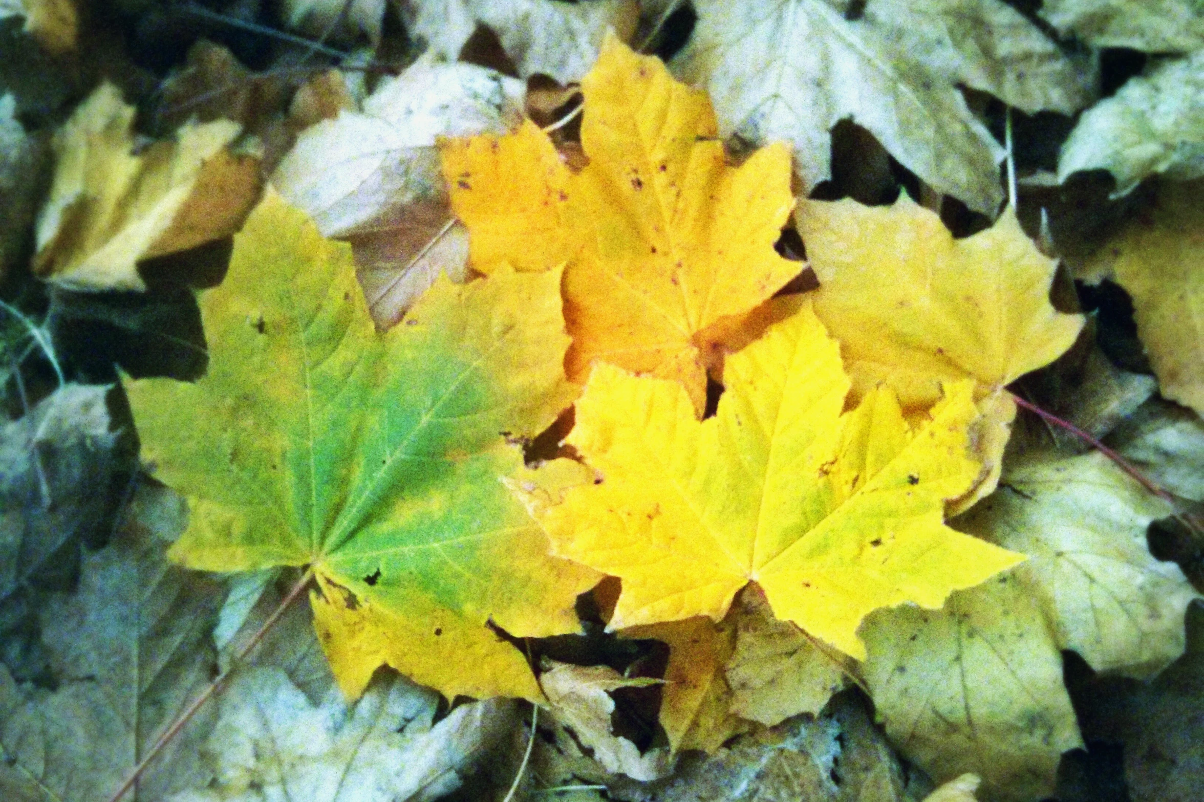 autumn leaves in a row on the ground