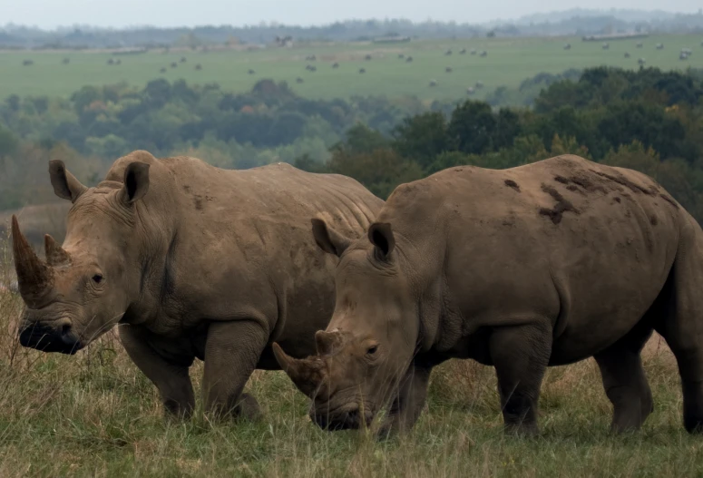 two rhinoceros in the middle of an open field