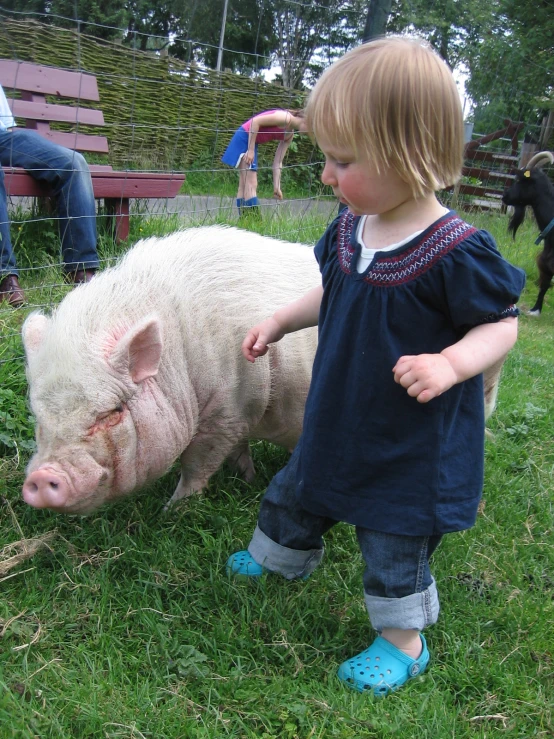 a little girl petting a pig in the grass