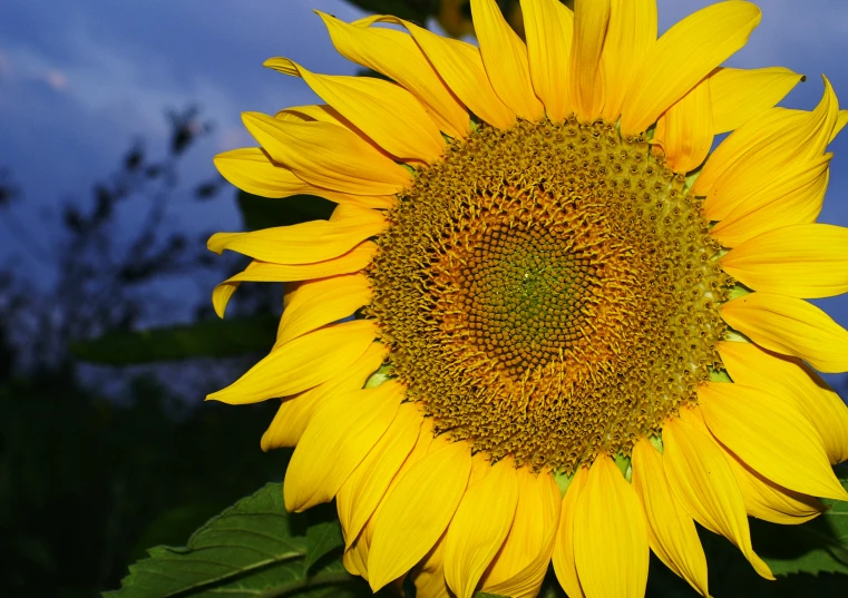 the sunflower is standing out among all the tall grass