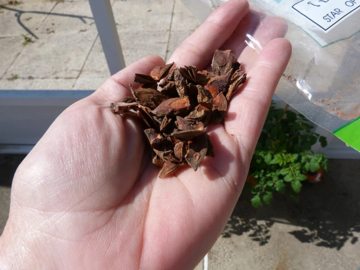 a hand is holding a bunch of leaves