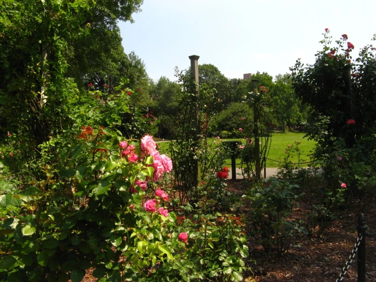 rose bush with tall tower in the background