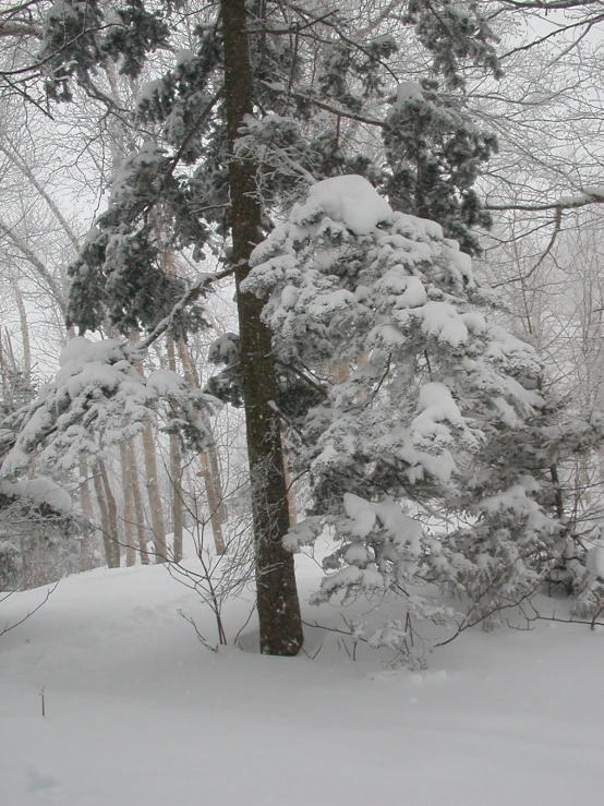 a couple of trees and snow covered ground