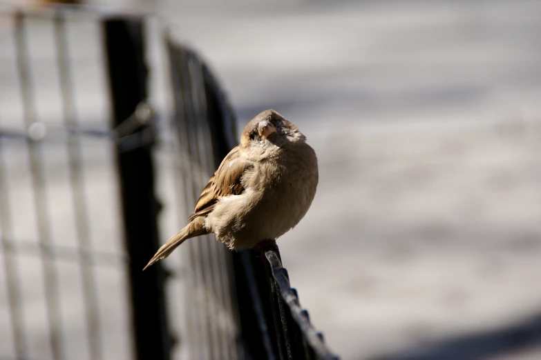 the small bird is sitting on the rail