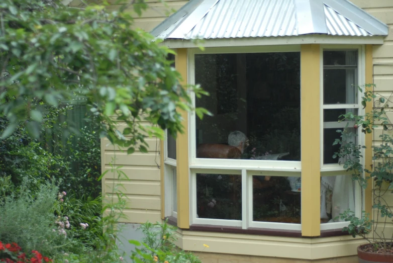 a white dog looking out of a sunroom